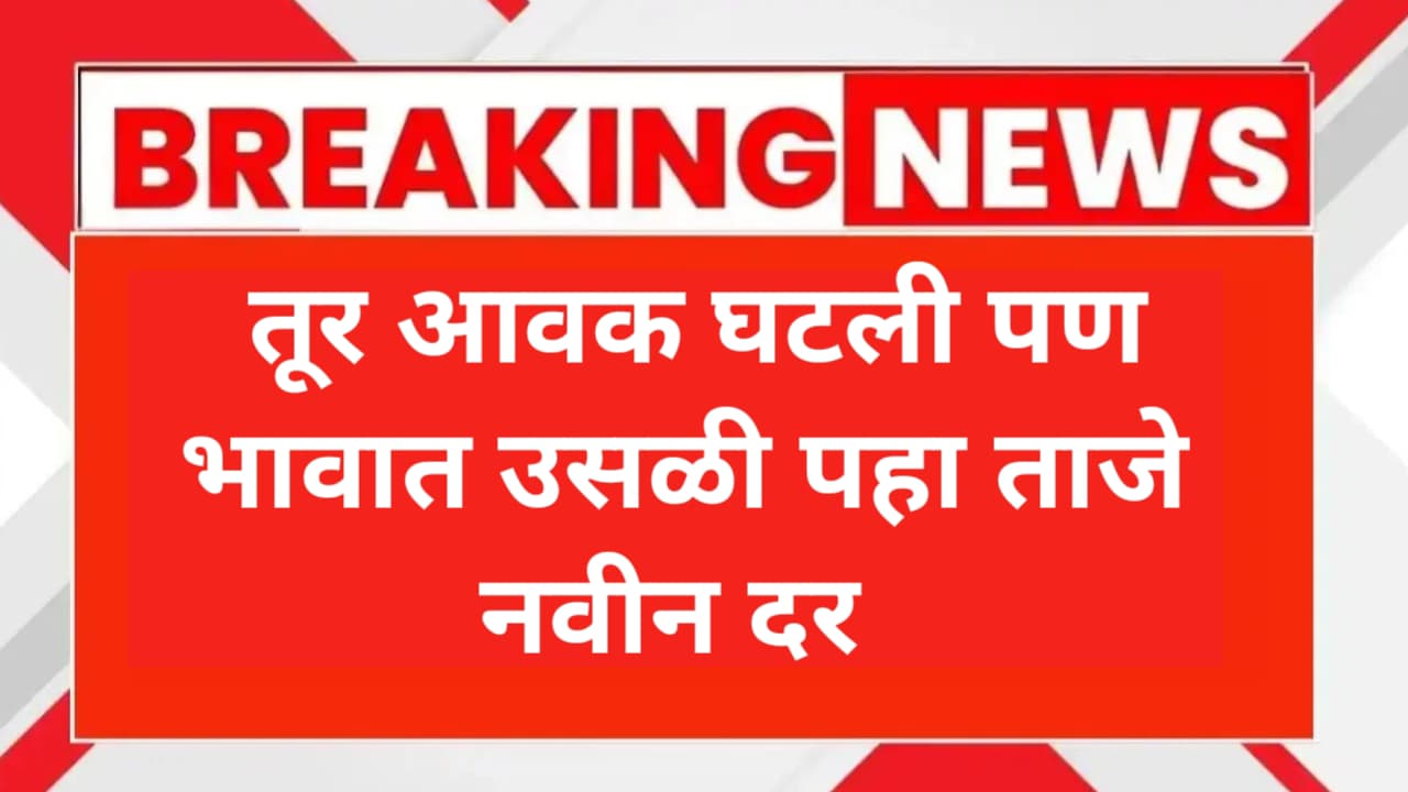आज तूर आवक घटली पण बाजारभावात उसळी! जाणून घ्या आजचे तूर भाव लाईव्ह! Tur Bajar Bhav Aajche Live
